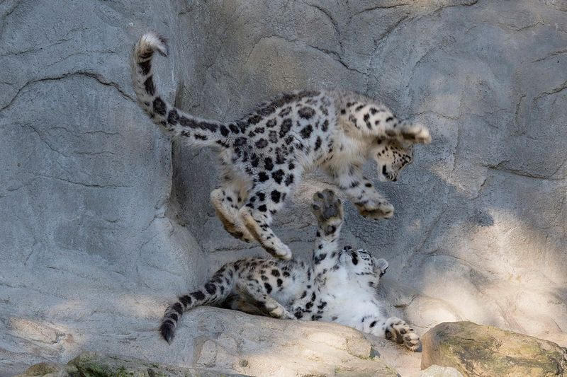 Illustration for article titled There's No Leopard Like SNOW Leopard!